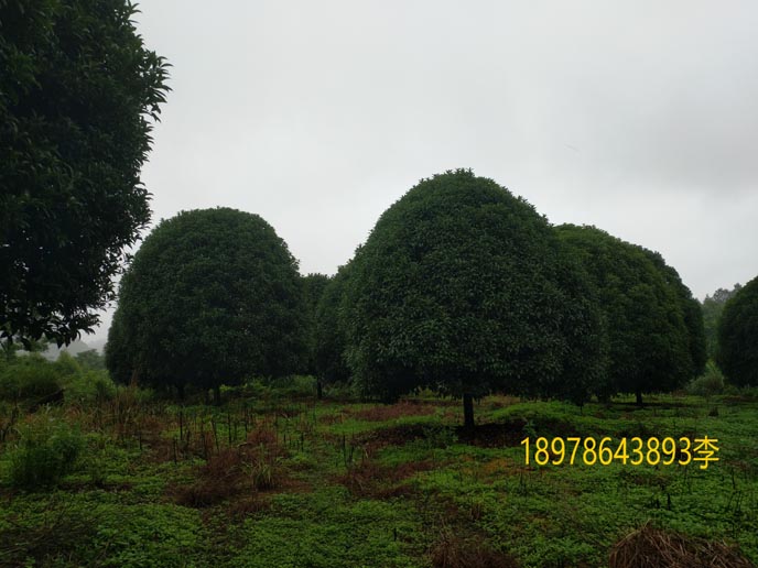 常年批发桂花树胸径２０公分 独杆低分支 高杆树形 常年出售金桂 黄金桂5