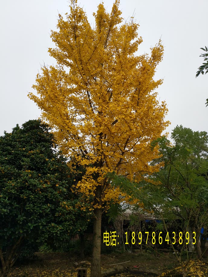 红枫 出售桂花树１０－２５公分 朴树 银杏１５－５０公分直径 出售国槐3