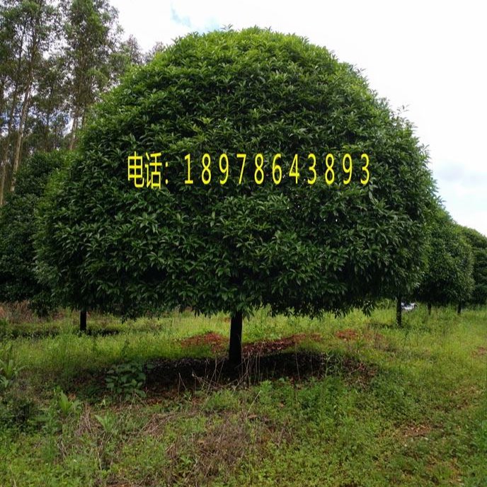 出售批发桂花树１０－１２公分 桂林黄金桂 广西桂花树 广西金桂林10