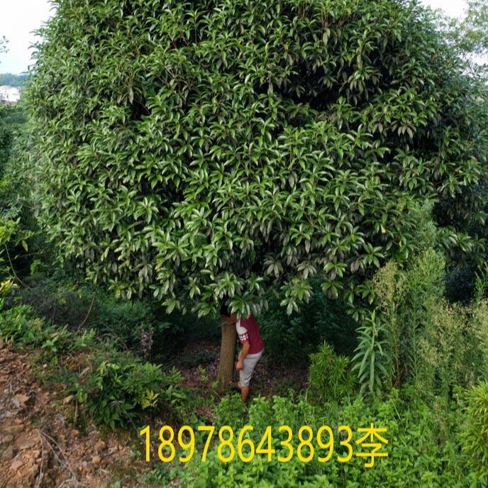 红枫 出售桂花树１０－２５公分 朴树 银杏１５－５０公分直径 出售国槐