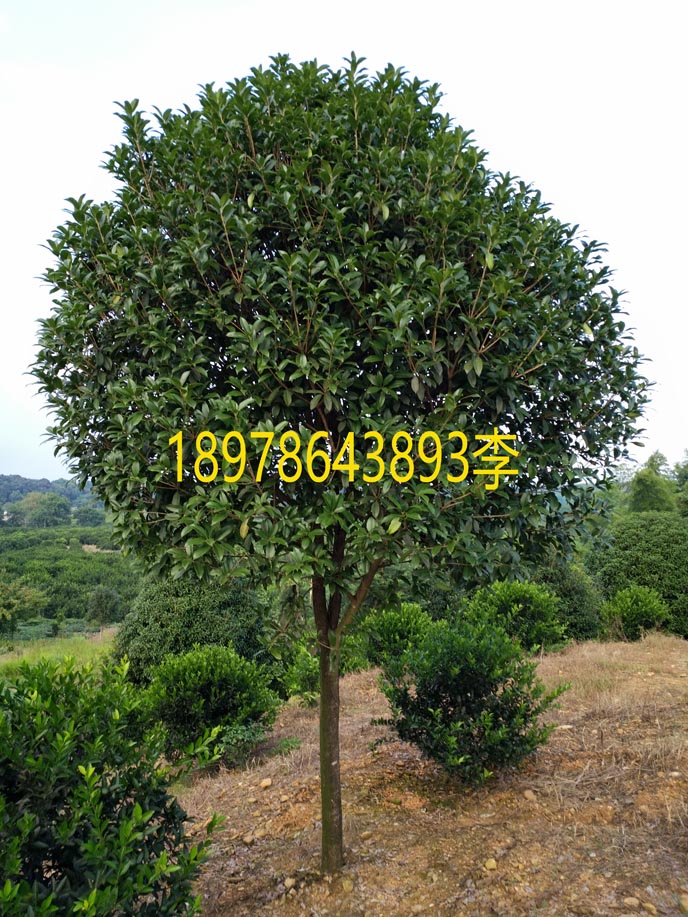 出售批发桂花树１０－１２公分 桂林黄金桂 广西桂花树 广西金桂林5