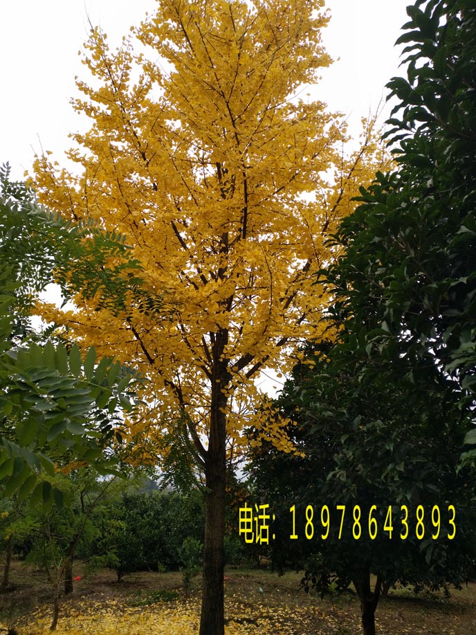 红枫 出售桂花树１０－２５公分 朴树 银杏１５－５０公分直径 出售国槐2