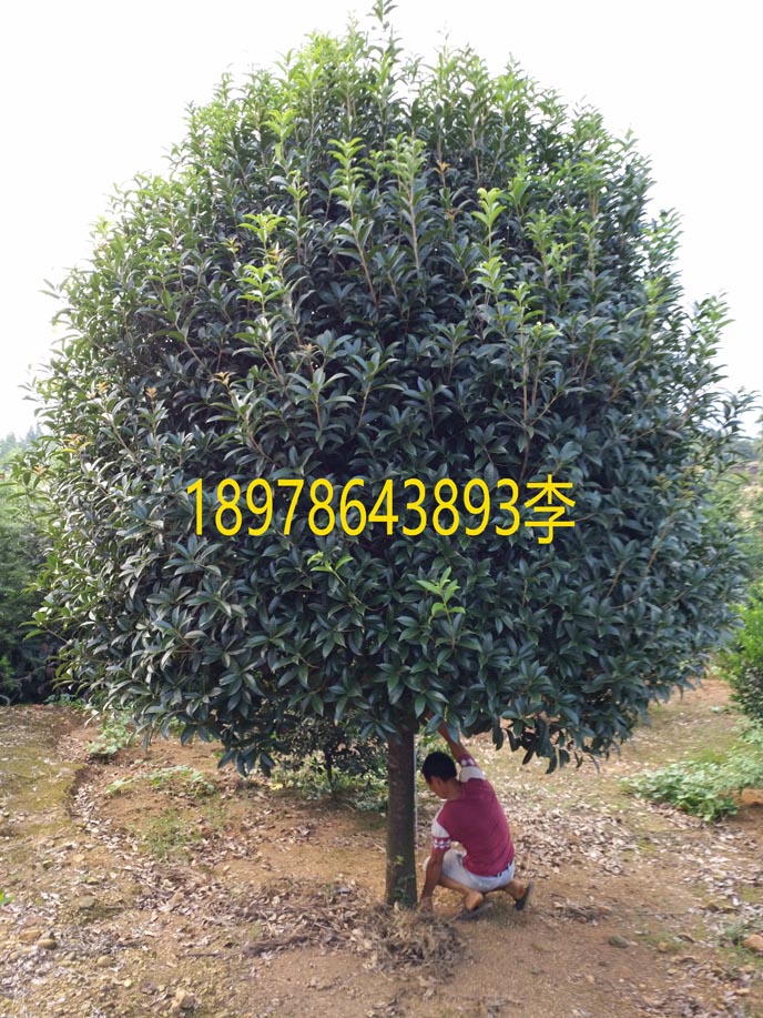 出售批发桂花树１０－１２公分 桂林黄金桂 广西桂花树 广西金桂林2