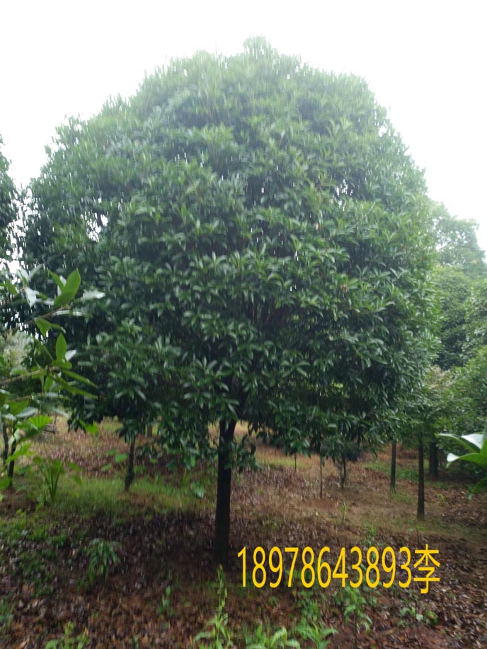 常年批发桂花树胸径２０公分 独杆低分支 高杆树形 常年出售金桂 黄金桂2