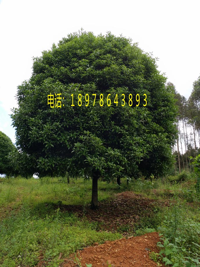 出售批发桂花树１０－１２公分 桂林黄金桂 广西桂花树 广西金桂林8