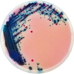 生化试剂 法国科玛嘉沙门氏菌显色培养基1