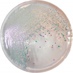 法国科玛嘉弧菌显色培养基 生化试剂1