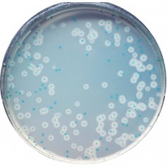 生化试剂 法国科玛嘉李斯特菌显色培养基