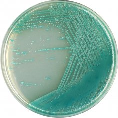法国科玛嘉铜绿假单胞菌显色培养基 生化试剂2