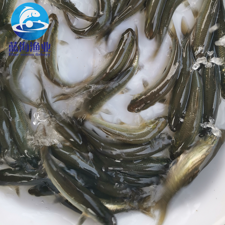 产地直销 淡水黑鲩鱼苗供应 特种水产 全国发货 优质出售 青鱼苗2