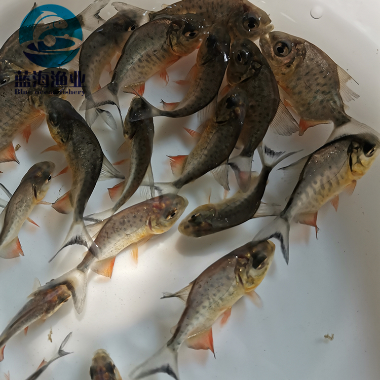 特种水产 广东蓝海渔业 鲳鱼苗 淡水白鲳鱼苗 红鲳鱼苗 淡水养殖3