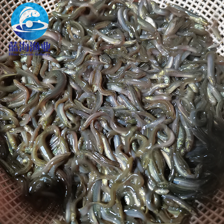 台湾泥鳅苗 泥鳅苗 周边可免费送货 泥鳅水花常年供应技术支持8