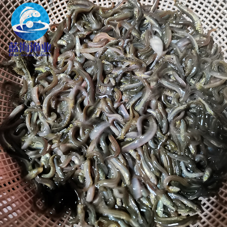 台湾泥鳅苗 泥鳅苗 周边可免费送货 泥鳅水花常年供应技术支持7