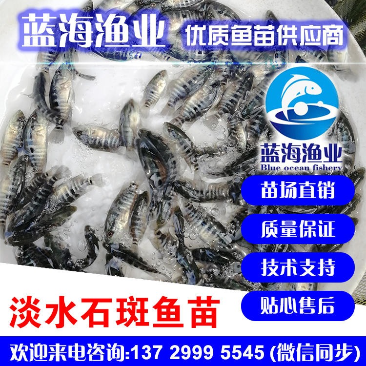 淡水石斑鱼苗 特种水产 品质保证 免费养殖技术 溪水石斑鱼苗