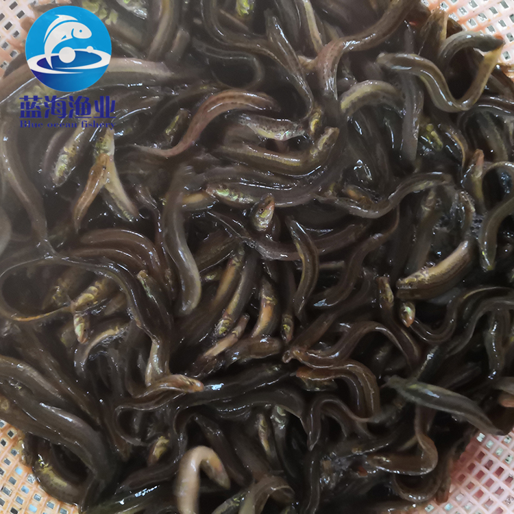 台湾泥鳅苗 泥鳅苗 广东蓝海渔业 高产优质 苗场直供 全国发货5