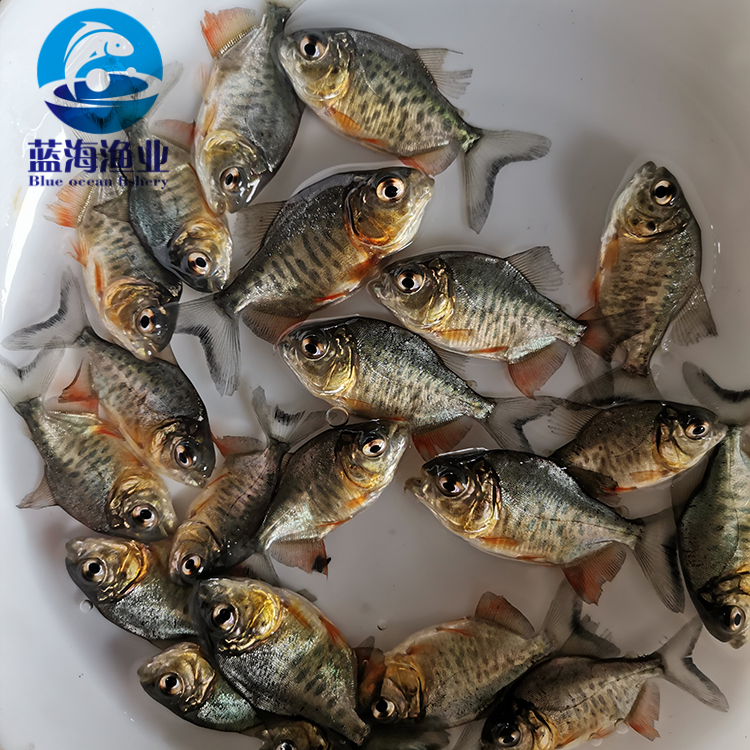 特种水产 广东蓝海渔业 鲳鱼苗 淡水白鲳鱼苗 红鲳鱼苗 淡水养殖8