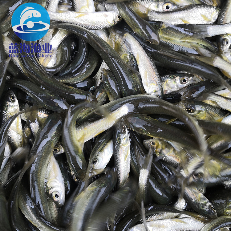 产地直销 淡水黑鲩鱼苗供应 特种水产 全国发货 优质出售 青鱼苗6