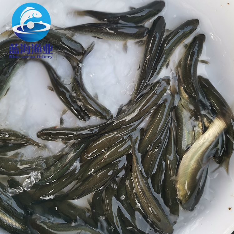 产地直销 淡水黑鲩鱼苗供应 特种水产 全国发货 优质出售 青鱼苗3