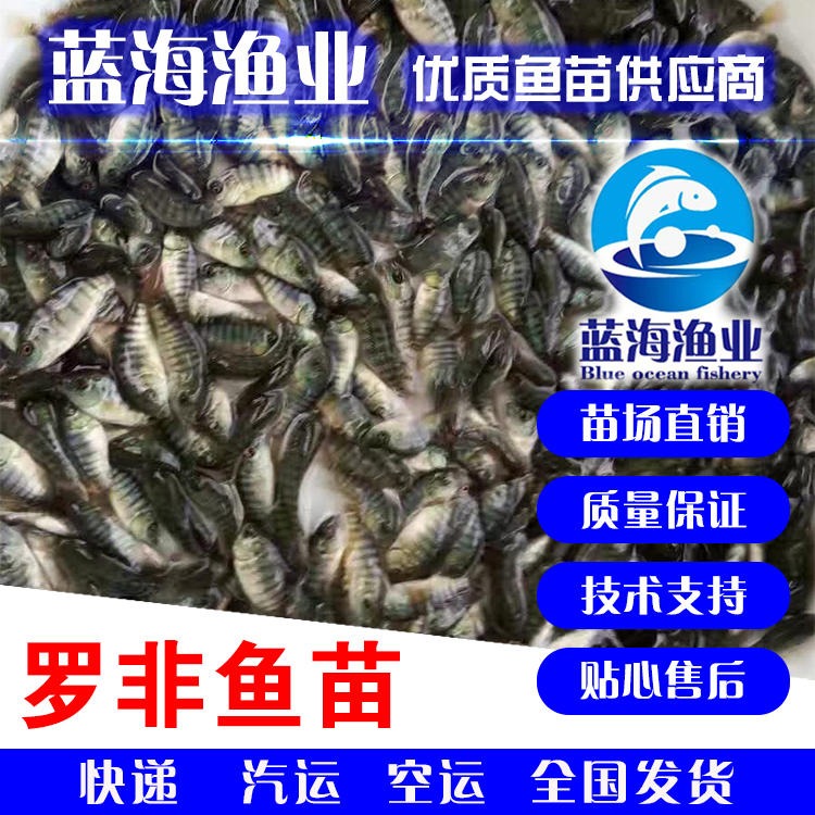 新吉富罗非鱼苗 品质保证 罗非鱼苗 吃料生猛 鱼苗 存活率高10