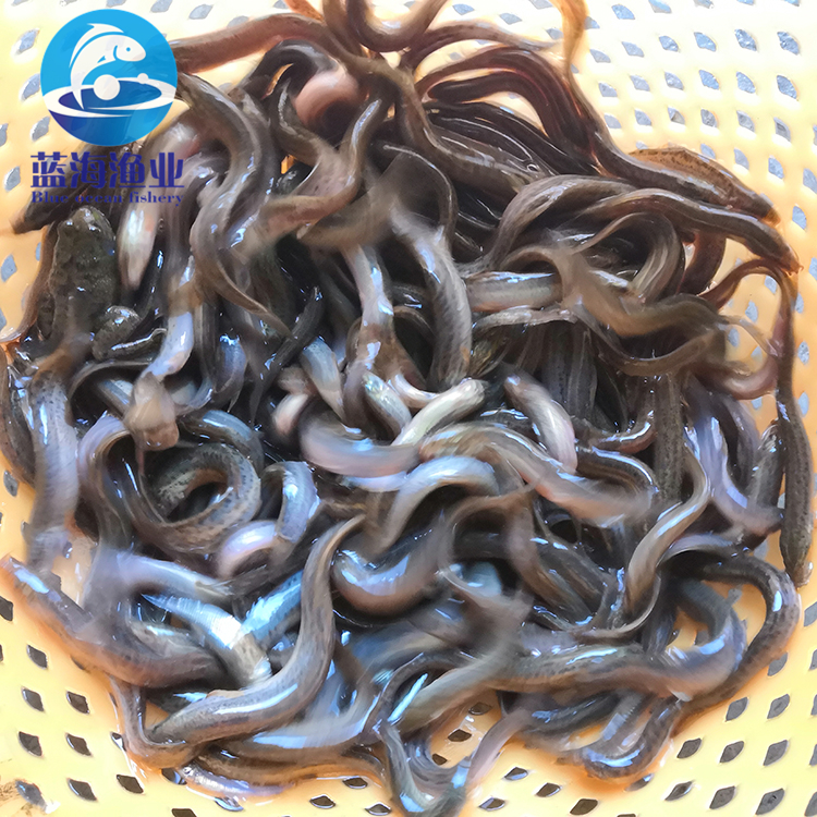 台湾泥鳅苗 泥鳅苗 广东蓝海渔业 高产优质 苗场直供 全国发货6