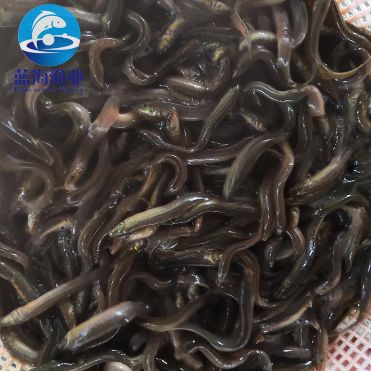 台湾泥鳅苗 泥鳅苗 周边可免费送货 泥鳅水花常年供应技术支持2