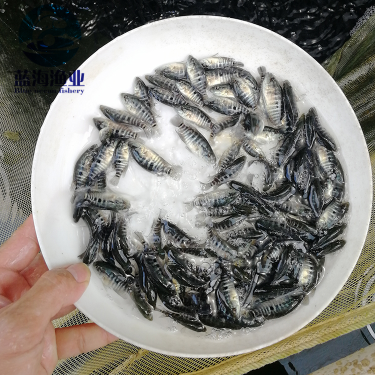 淡水石斑鱼苗 特种水产 品质保证 免费养殖技术 溪水石斑鱼苗8