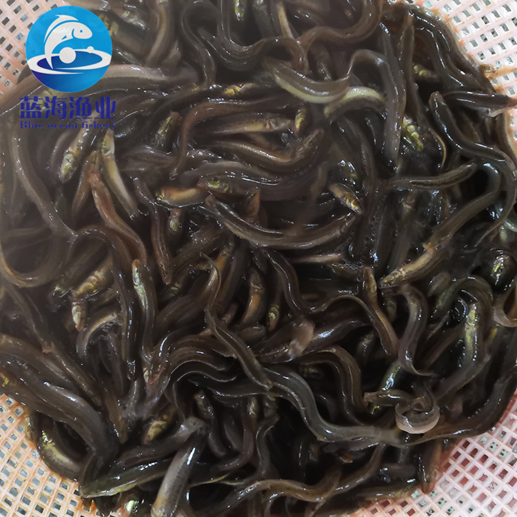 台湾泥鳅苗 泥鳅苗 周边可免费送货 泥鳅水花常年供应技术支持5