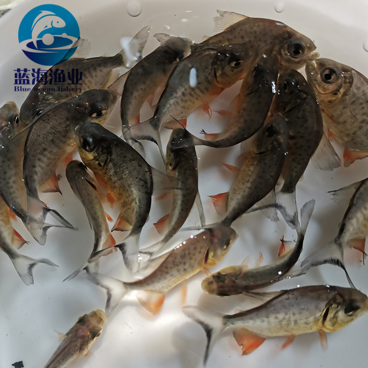 特种水产 广东蓝海渔业 鲳鱼苗 淡水白鲳鱼苗 红鲳鱼苗 淡水养殖5