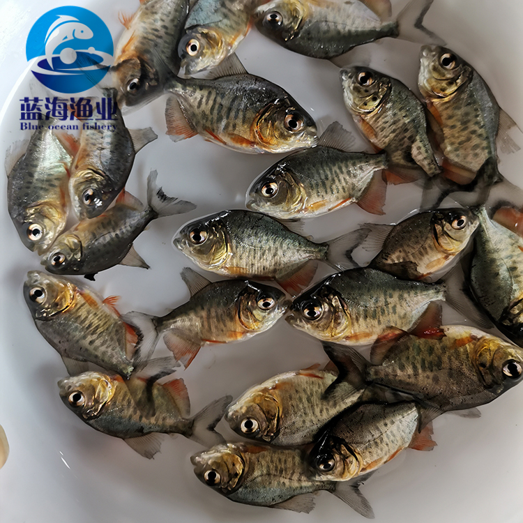 特种水产 广东蓝海渔业 鲳鱼苗 淡水白鲳鱼苗 红鲳鱼苗 淡水养殖4