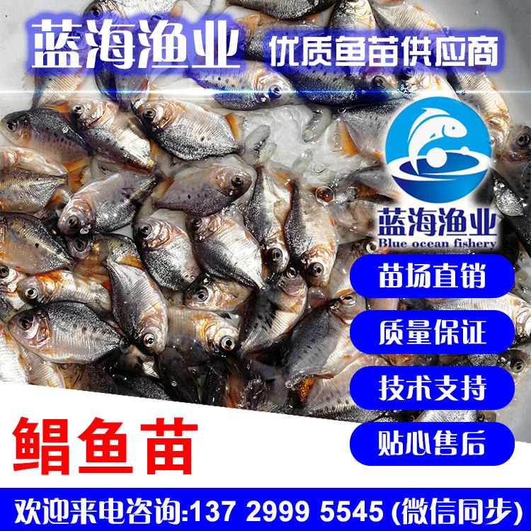 特种水产 广东蓝海渔业 鲳鱼苗 淡水白鲳鱼苗 红鲳鱼苗 淡水养殖