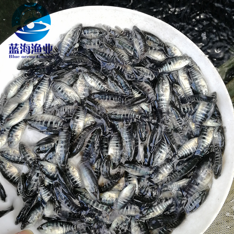 淡水石斑鱼苗 特种水产 品质保证 免费养殖技术 溪水石斑鱼苗5
