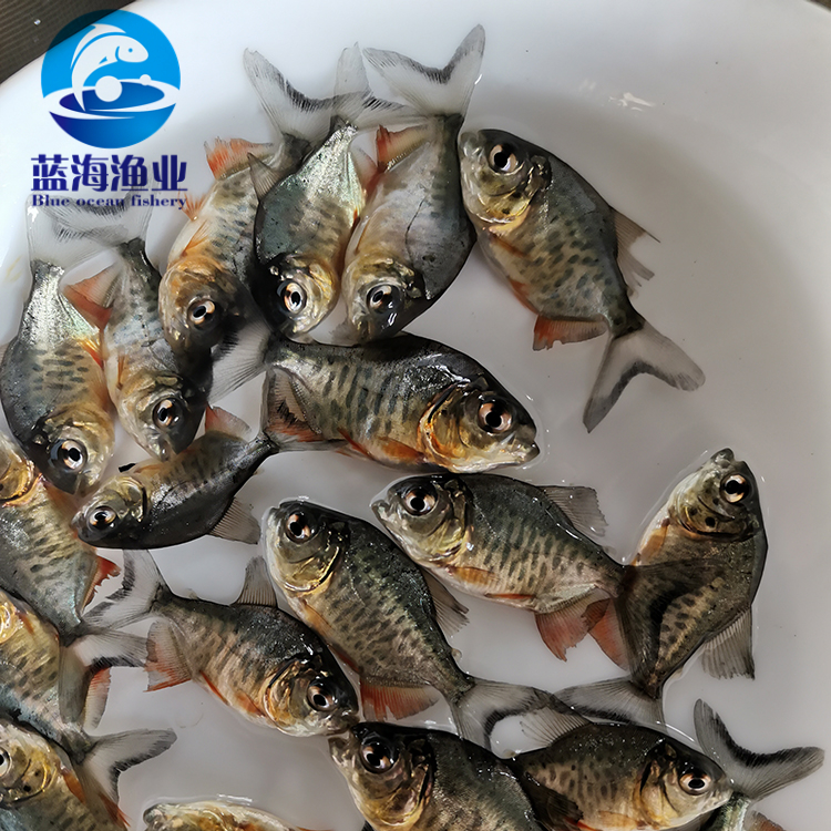 特种水产 广东蓝海渔业 鲳鱼苗 淡水白鲳鱼苗 红鲳鱼苗 淡水养殖6