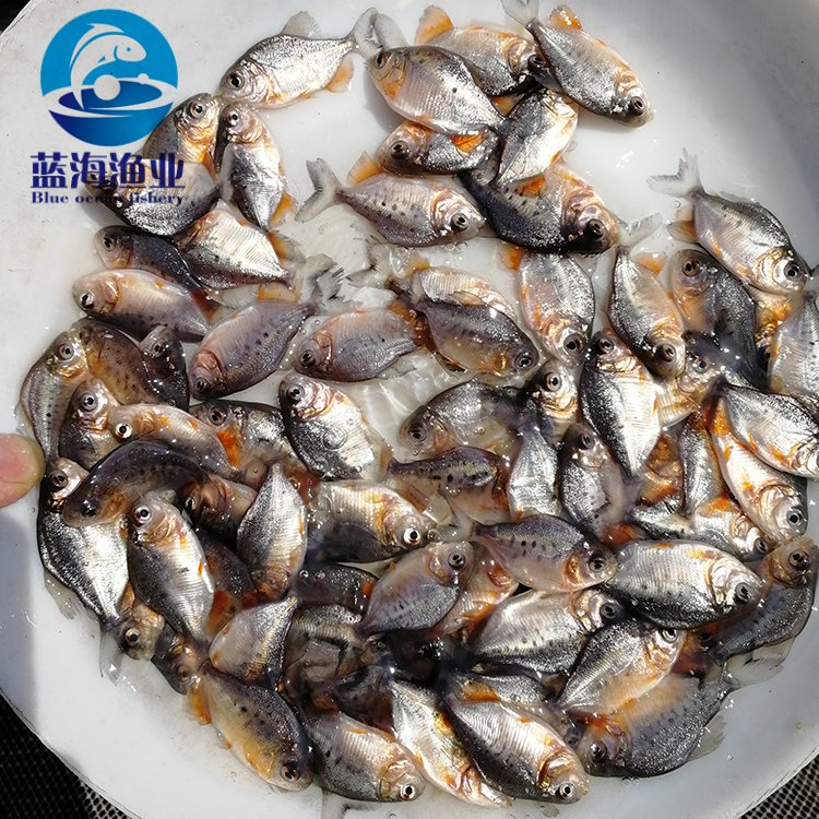 特种水产 广东蓝海渔业 鲳鱼苗 淡水白鲳鱼苗 红鲳鱼苗 淡水养殖1