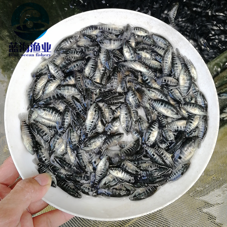 淡水石斑鱼苗 特种水产 品质保证 免费养殖技术 溪水石斑鱼苗7