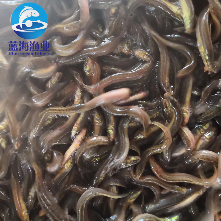 台湾泥鳅苗 泥鳅苗 广东蓝海渔业 高产优质 苗场直供 全国发货1