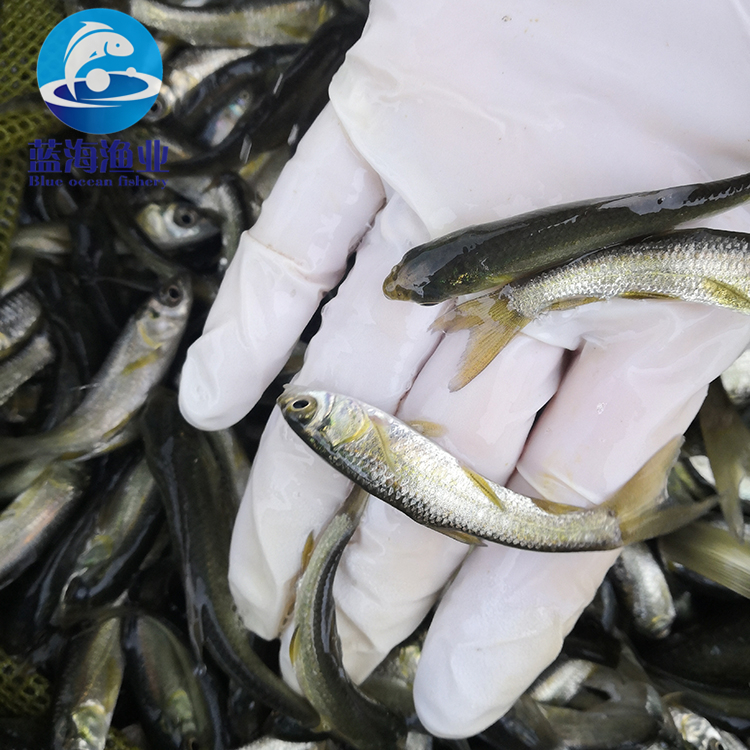 产地直销 淡水黑鲩鱼苗供应 特种水产 全国发货 优质出售 青鱼苗4