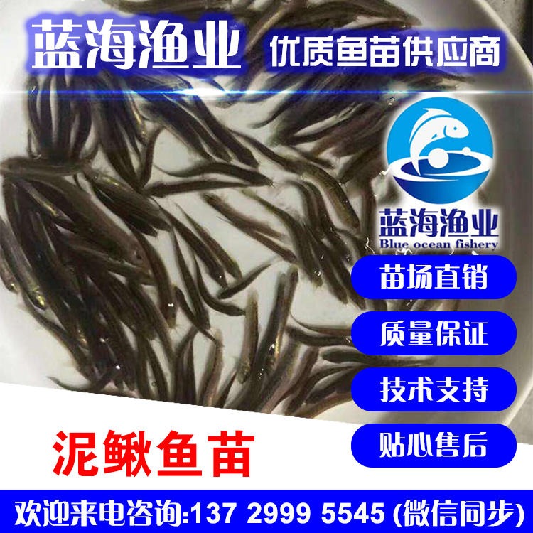 台湾泥鳅苗 泥鳅苗 广东蓝海渔业 高产优质 苗场直供 全国发货