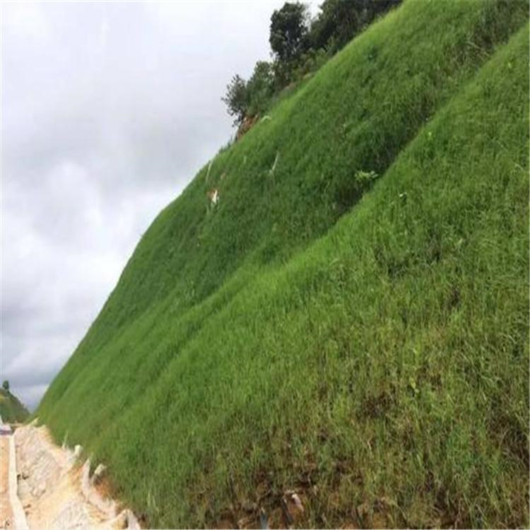 拓楠 景观工程项目 绿化挂网喷播 山体专项做业 荒山治理绿化4