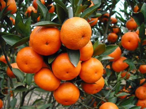 颗粒状型 果树蔬菜有机肥 生物有机肥 桔柑橙柚桃李 直供达农牌3