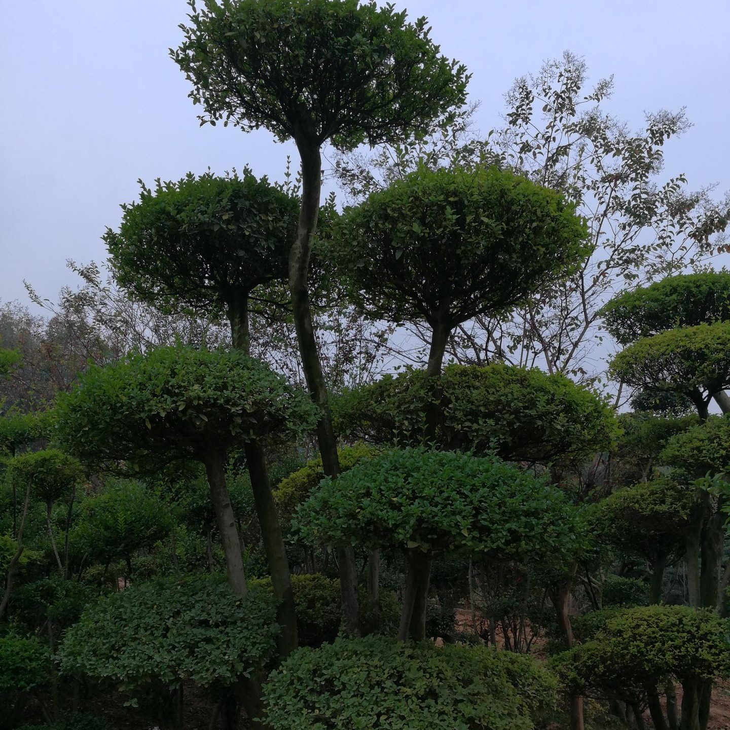 鄢陵县小叶女贞造型树价格有点贵 灌木