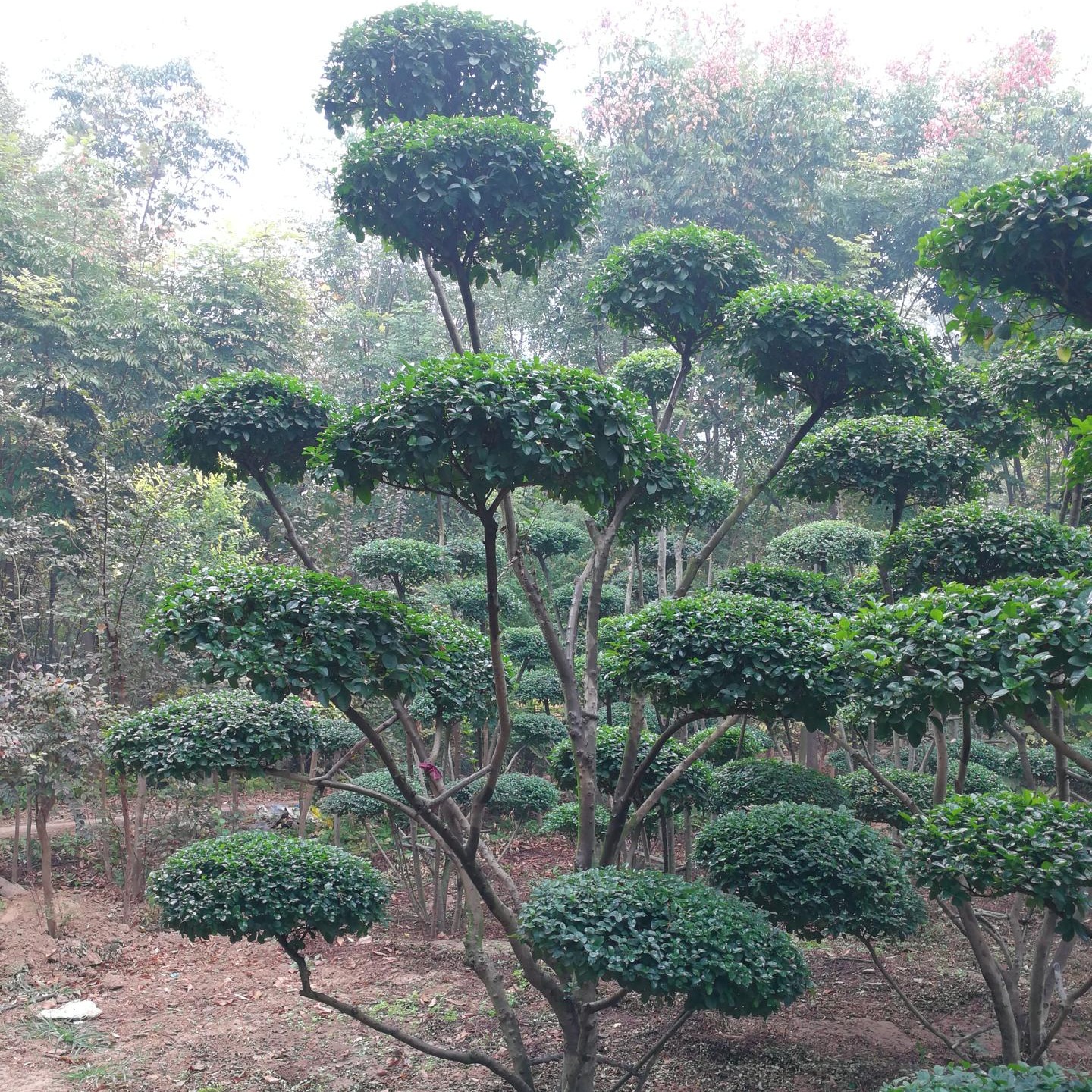 鄢陵县小叶女贞造型树价格有点贵 灌木3