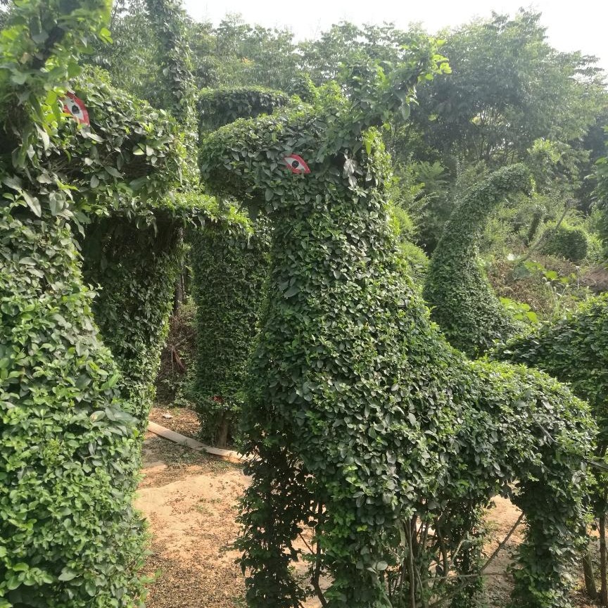 河南植物造型树制作秘籍 灌木