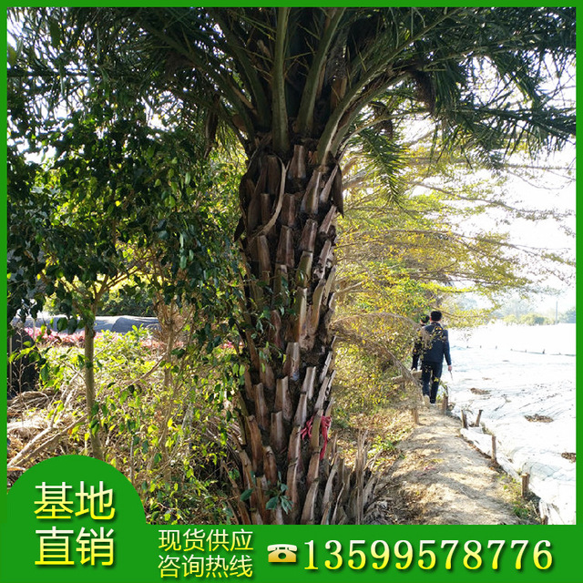 漳州专供精品银海枣基地 中东海枣选择绿博园艺场 棕榈类植物3