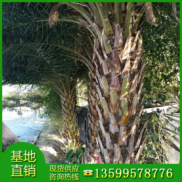 漳州专供精品银海枣基地 中东海枣选择绿博园艺场 棕榈类植物1