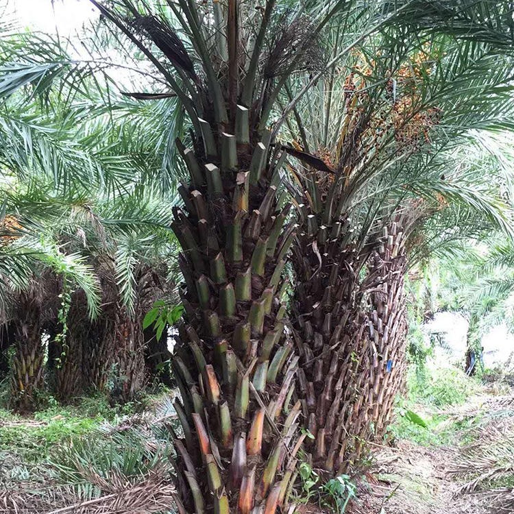 漳州专供精品银海枣基地 中东海枣选择绿博园艺场 棕榈类植物
