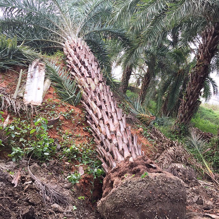漳州中东海枣靠谱批发商 棕榈类植物 福建棕榈科生产基地2