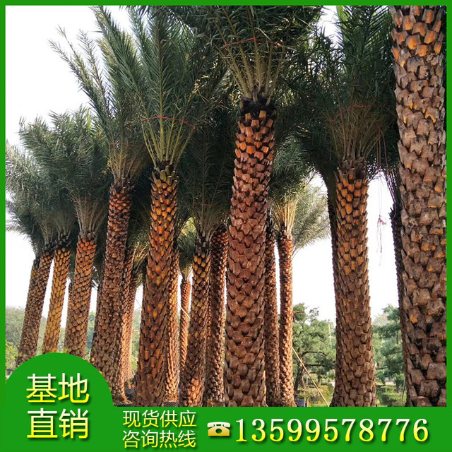 漳州专供精品银海枣基地 中东海枣选择绿博园艺场 棕榈类植物5