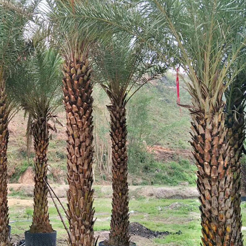 专业种植精品银海枣 福建漳州批发杆高2米中东海枣 棕榈类植物2