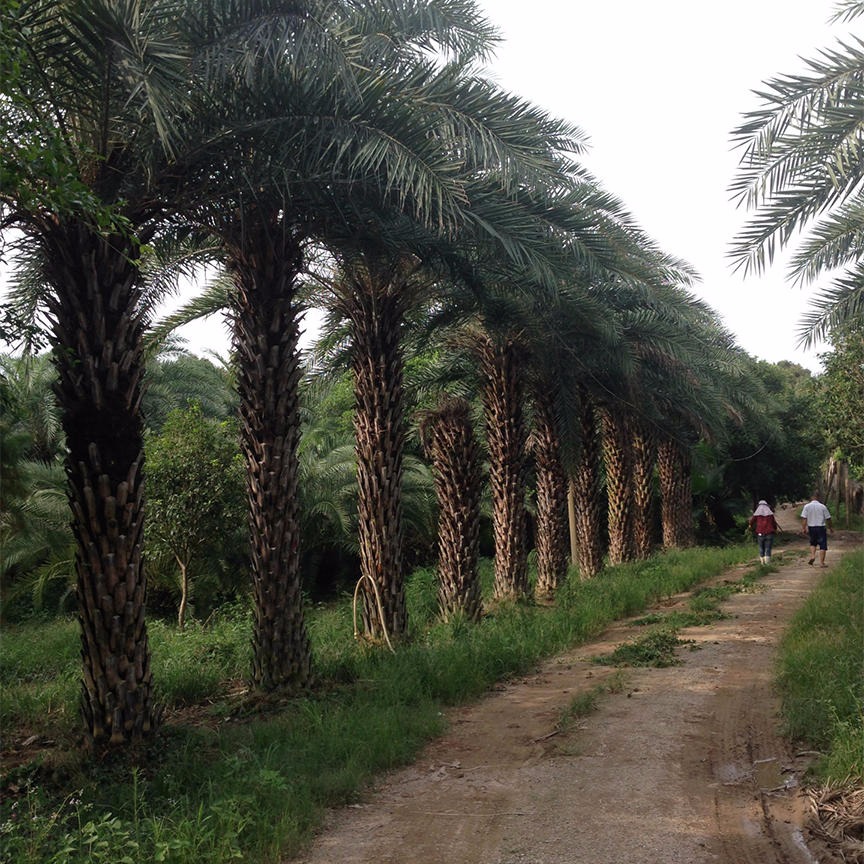 专业种植精品银海枣 福建漳州批发杆高2米中东海枣 棕榈类植物1
