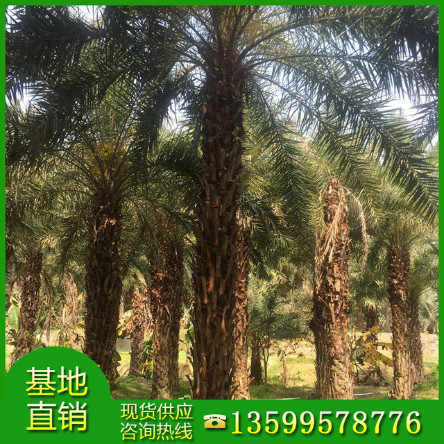漳州专供精品银海枣基地 中东海枣选择绿博园艺场 棕榈类植物4